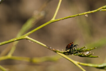 insect, animal, nature, closeup, fauna, spring, light, plant, st