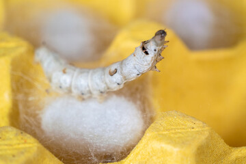 The silkworm first starts to spin a hammock of silk to support the cocoon. The hammock is a loose,...