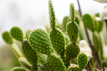Close up view of cactus plant in the garden.