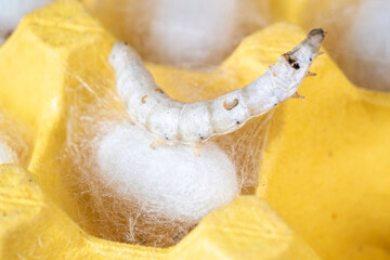 The silkworm first starts to spin a hammock of silk to support the cocoon. The hammock is a loose,...