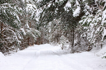 snow covered trees