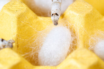The silkworm first starts to spin a hammock of silk to support the cocoon. The hammock is a loose,...