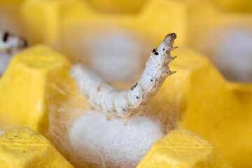 The silkworm first starts to spin a hammock of silk to support the cocoon. The hammock is a loose, irregular protective network of silk in which the cocoon will be suspended.