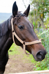 Fototapeta premium Portrait of a horse in a meadow.