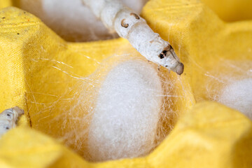 The silkworm first starts to spin a hammock of silk to support the cocoon. The hammock is a loose,...