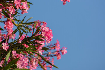 Close up view of pink flowers against sky.