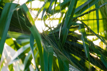 Close up view of palm tree leaves with sunbeams.