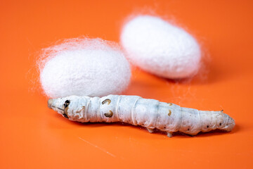The silkworm first starts to spin a hammock of silk to support the cocoon. The hammock is a loose,...