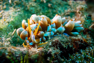 Phyllodesmium kabiranum - Kabira Phyllodesmium - Anilao Philippinen 