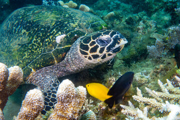 Echte Karettschildkröte mit gelben und schwarzem Fisch - Anilao Philippinen