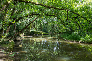Étang avec des arbres bordant la zone herbeuse avec des reflets et des plantes