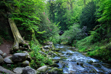 river in the forest