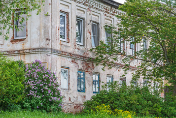 Lilac bush is blooming on the background of wall of old building.