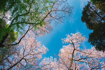 blossom in spring