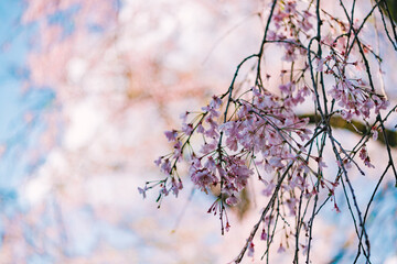 spring blossom in spring