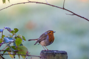 Obraz premium A tiny songbird is sitting on a wooden post. It is likely an European robin, with its beak. It is a beautiful moment in nature, observing this perching bird
