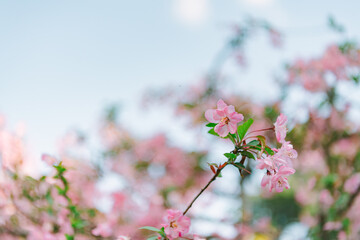 pink cherry blossom