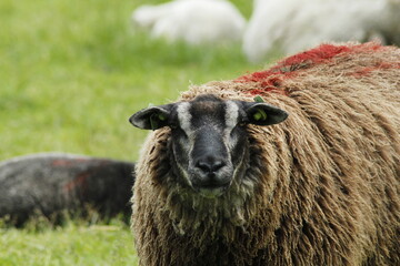 Big healthy sheep with long curly fleece standing in a green grassy field.