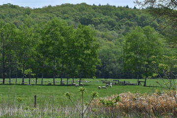 The peaceful green field landscape with yorkshire sheep on the field in Shintoku town Hokkaido Japan