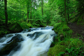 Fototapeta premium stream in the forest