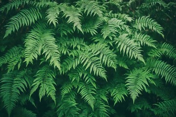 fern leaves