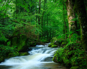 Obraz premium waterfall in the forest