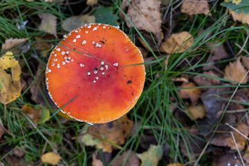 In the grass, a red mushroom with white spots is growing, a common sight in natural landscapes. Mushrooms are terrestrial plants and organisms that belong to the agaricaceae family