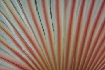 vintage background