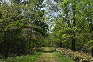 The straight forest path in front with the summer green field in Shintoku town Hokkaido Japan