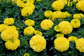 Beautiful yellow marigold flowers & leaves background pattern, tagetes garden. Close-up marigold flowers (Tagetes erecta Aztec African marigold flower). Yellow marigold background pattern tagetes card