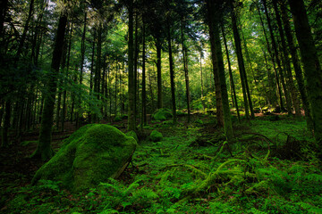 morning in the woods