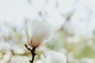 White magnolia flower close-up in botanical garden