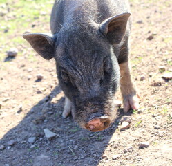 Hängebauchschwein