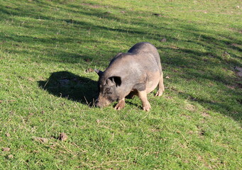 Hängebauchschwein
