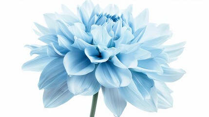 Obraz premium an isolated dahlia background