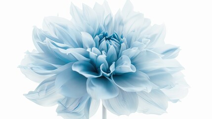 Obraz premium an isolated dahlia background