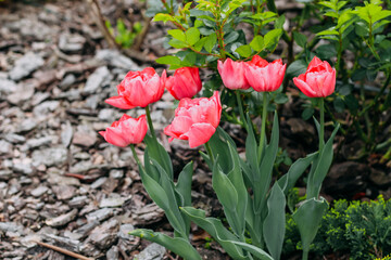 Blooming pink varietal tulips close-up, floral background