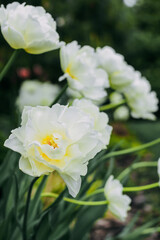 Blooming white varietal tulips close-up, floral background