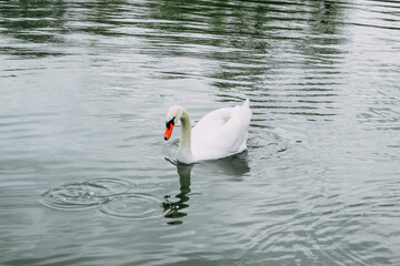 Naklejka premium A white swan swims in a large lake
