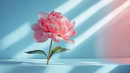 Minimalism of flower peony