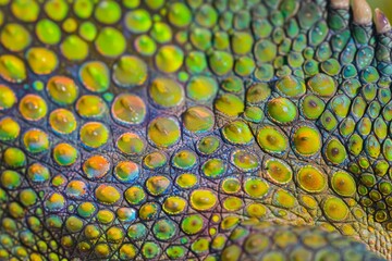 Obraz premium A macro photo showcasing the complex, iridescent scale pattern of a reptile's skin with vivid colors