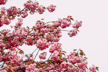 Blooming pink sakura close-up, floral background