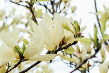 Yellow magnolia flower close-up in botanical garden