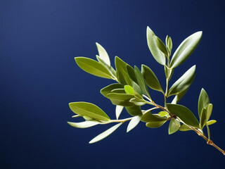 branch of a olive tree with leaves isolated on white 