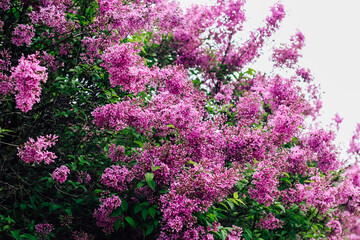 Obraz premium Pink lilac flower close-up in botanical garden