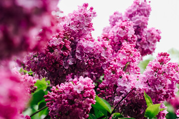 Obraz premium Pink lilac flower close-up in botanical garden