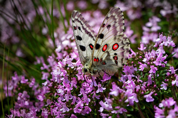 Butterfly Mountain apollo (Parnassius apollo) on heather pink flowers field. White color red dots butterfly in purple heather background. Close-up of beautiful colorful butterfly wings scenic photo