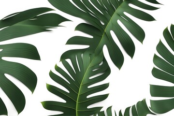 Tropical green palm leaf