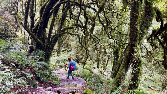 Backpacker going through jungle rainforest with curved tree branches with backpack and trekking poles. Travel, trekking, nature wide angle concept 4K video. Makalu Barun Park, Mera peak climbing route