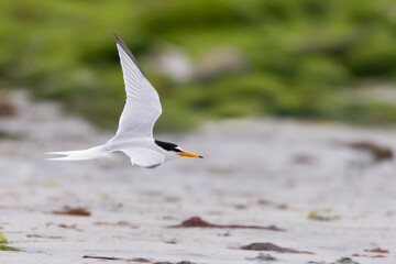 Little tern (Sternula albifrons), Outer Hebrides, Scotland